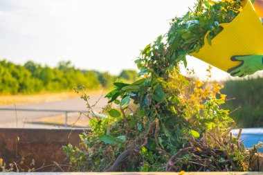Gübre, güneşteki paslı bir metal tanka dökülür. Birçok farklı bitkiye sahip yeşil gübre. Bir adamın elinde silikon sepetin içindeki sebze gübresi. Çöp konteynırındaki dal, yaprak ve toz. Biyolojik çöp..