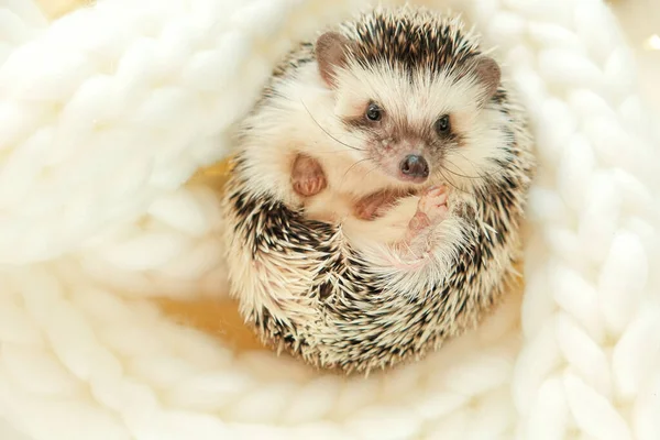 Hedgehogs Christmas Cozy Holiday Mood Cute Little Hedgehog Hedgehog Cute — Photo