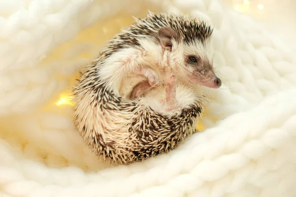 Hedgehog White Knitted Scarf Winter Season Pets Hedgehogs Christmas Cozy — Photo