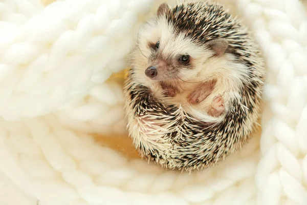 Hedgehog White Knitted Scarf Winter Season Pets Hedgehogs Christmas Cozy — Foto de Stock