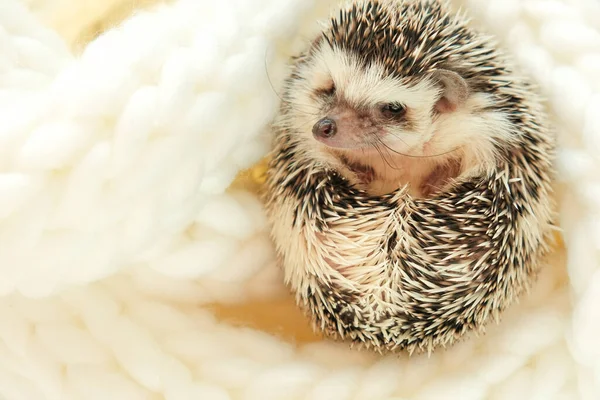 Hedgehog Cute Африканський Біложивотний Їжак Білому Язаному Шарфі Зимовий Сезон — стокове фото