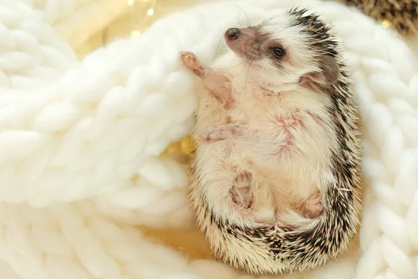 Hedgehog Cute African White Bellied Hedgehog White Knitted Scarf Winter — Foto de Stock