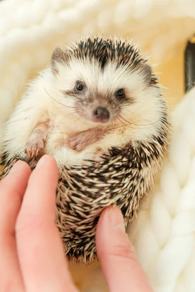 Hedgehog Cute White Bellied Hedgehog White Knitted Scarf Winter Season — Stock Photo, Image