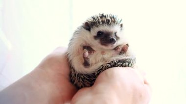 African pygmy hedgehog in male palms on a white blurred background. Hedgehog and man. Communication with pets.Hedgehog emotions.Gray hedgehog with white spots.prickly pet.4k footage
