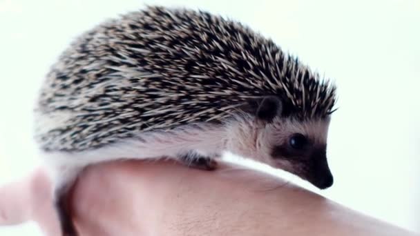 Hedgehog Man African Pygmy Hedgehog Palms White Blurred Background Communication — стоковое видео