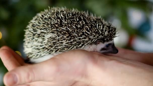 Baby Hedgehog Hedgehog Man Communication Pets Prickly Pet African Pygmy — Stockvideo