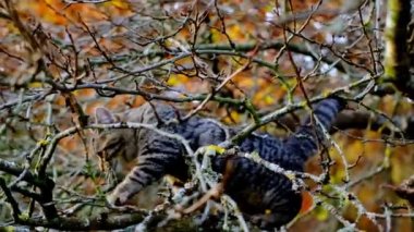 Scottish straight tabby kitten on a colorful autumn tree.Autumn walking pets.Kitten on a tree. Little kitten look.Autumn season. Autumn mood. Pets.