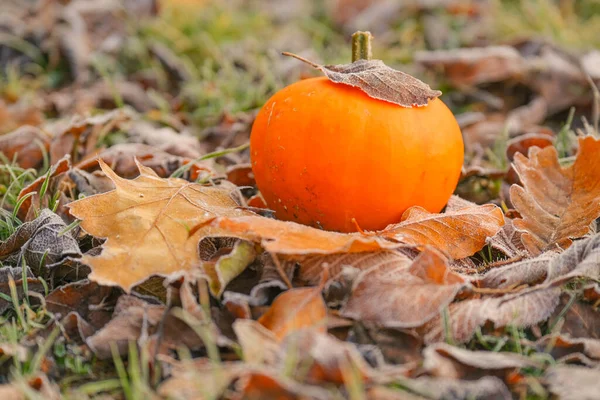 Pumpkin Autumn Leaves Hoarfrost Brown Autumn Leaves Background First Frosts — Fotografia de Stock