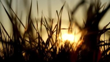 Grass stalks in the sun.nature background.Field grass stems in orange sunset sunlight.Autumn sunset. 4k footage