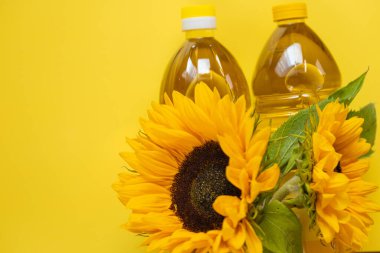  Oil bottles and sunflowers blooming on a bright yellow background.Organic natural farm sunflower oil. Edible oils. copy space. Sunflower oil.