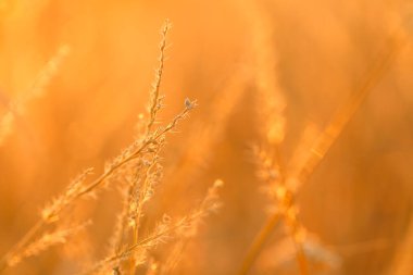  Autumn nature background.nature background.Grass stalks in the sun. Field grass stems in orange sunset sunlight.Autumn sunset.