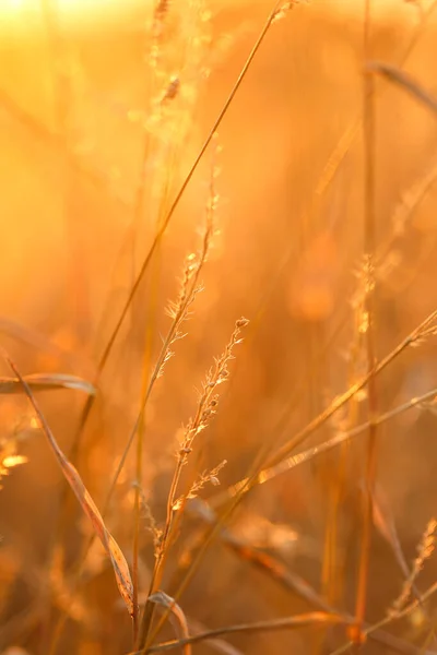 Grass Stalks Sun Autumn Nature Background Field Grass Stems Orange — Stockfoto