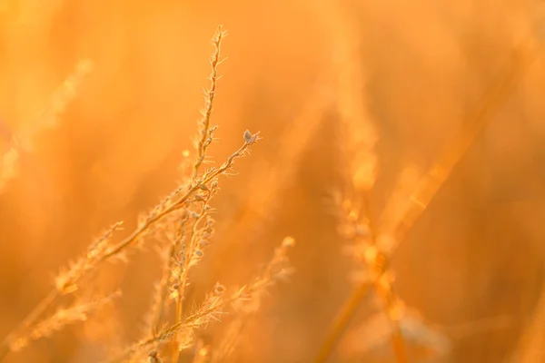 Autumn Nature Background Nature Background Grass Stalks Sun Field Grass — Stockfoto