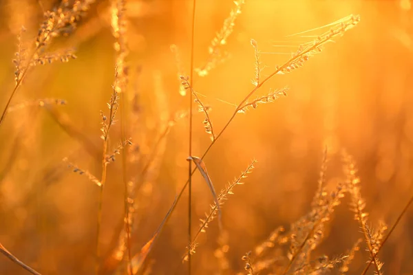 Autumn Nature Background Field Grass Stems Orange Sunset Sunlight Autumn — Stockfoto