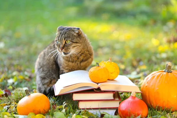 Books Cat Books Pumpkins Set Autumn Leaves Sulfur Emotional Cat — Fotografia de Stock