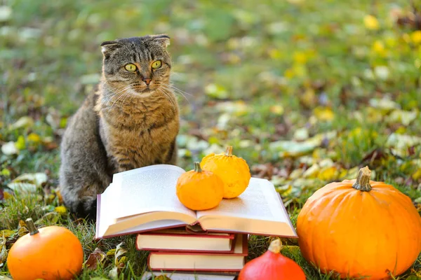 Books Pumpkins Set Autumn Leaves Sulfur Emotional Cat Autumn Garden — Fotografia de Stock