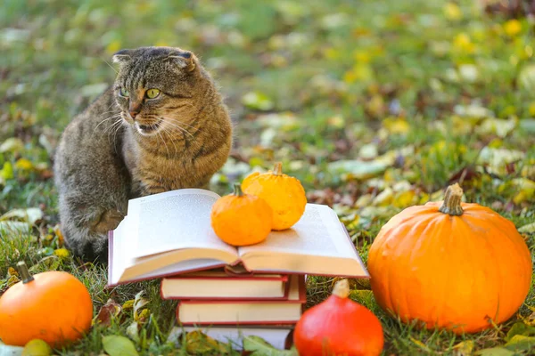 Books Cat Books Pumpkins Set Autumn Leaves Sulfur Emotional Cat — Stock fotografie