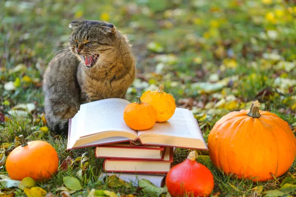 books and cat.Books, pumpkins set, autumn leaves and emotional cat in the autumn garden.Back to school. Scientist cat. Emotions of a cat.Autumn cozy reading. Halloween stories, fairy tales and legends