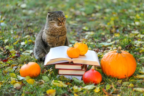 Emotions of a cat. books and cat.Books, pumpkins set, autumn leaves and sulfur emotional cat in the autumn garden.Back to school. Scientist cat. Autumn cozy reading. Halloween stories, fairy tales