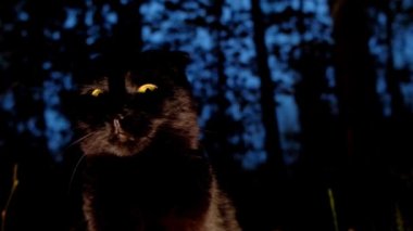 Black cat in a dark gloomy forest.Magic and Witch. look of a black cat. 4k footage