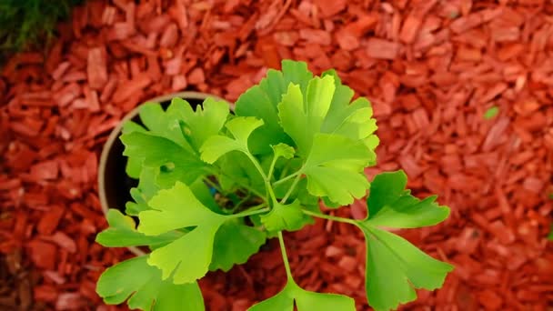 Ginkgo Biloba Plant Ginkgo Biloba Tree Red Mulch Background Footage — Stockvideo