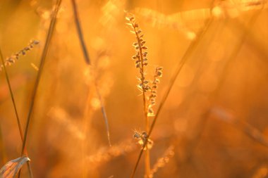 Grass stalks background. Autumn nature background. Field grass stems in orange sunset sunlight