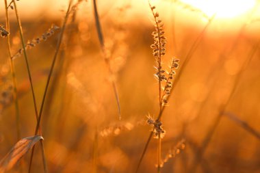 Grass stalks in the sun.nature background. Autumn nature background. Field grass stems in orange sunset sunlight