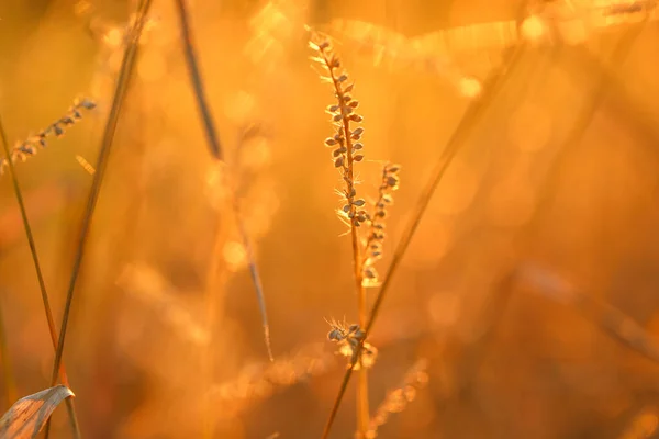 Grass Stalks Background Autumn Nature Background Field Grass Stems Orange — Stock fotografie