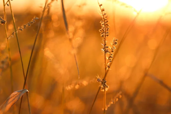 Grass Stalks Sun Nature Background Autumn Nature Background Field Grass — Stock fotografie