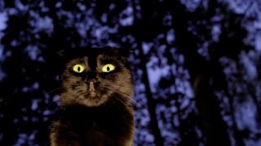 halloween cat.Black cat close-up in a dark gloomy forest.Magic and Witch. look of a black cat. Halloween symbol.Black cat on tree silhouettes background.4k footage