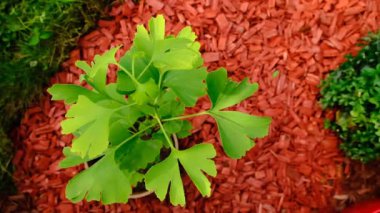 Ginkgo biloba tree on red mulch background in the summer garden.slow motion.Green natural pharmacy.Ginko green close-up. medicinal plants. 4k footage