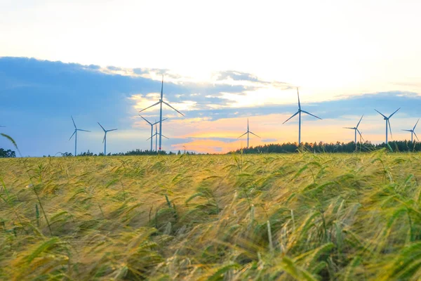 Wind Renewable Energy Wind Generators Wheat Field Ripe Wheat Windmills — Stock fotografie