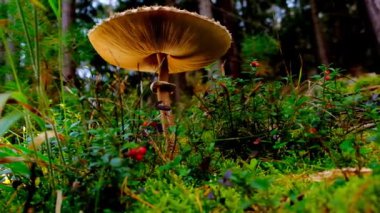 Mushroom close-up in berry bushes .Collection of forest mushrooms and berries.mushroom season. Edible and non-edible mushrooms.Natural beautiful forest background. 