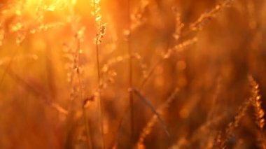 Grass macro texture in warm orange colors. Autumn nature background. 4k footage