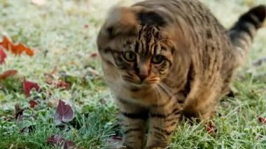 Cat walking in the garden. cat walks on the grass in frost.cat in a frosty garden. 4k footage