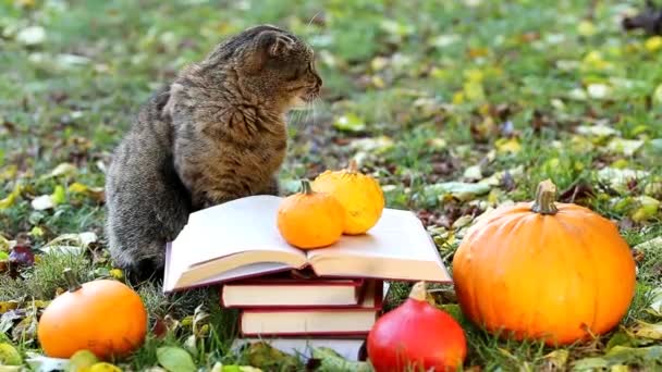 Emotions Cat Books Pumpkin Autumn Garden Back School Books Pumpkins — Stockvideo