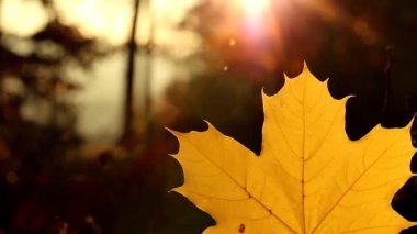 Autumn time.maple leaf on forest background in sunlight. High quality FullHD footage