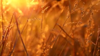 Grass stalks in the sun.Grass macro texture in orange colors. Autumn nature background. Field grass stems in orange sunset .Autumn sunset.