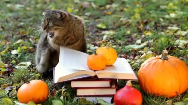 Emotions cat with books and a pumpkin in a autumn garden.Back to school. 4k footage