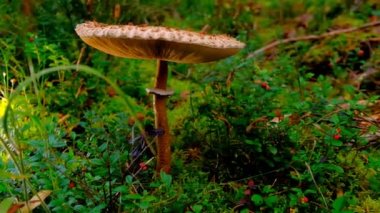Mushroom in berry bushes.mushroom season. Collection of forest mushrooms and berries. Edible and non-edible mushrooms.Natural beautiful forest background. 4k footage
