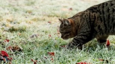 Striped cat in a frosty garden. Cat walking in the garden.The cat walks on the grass in frost. 4k footage