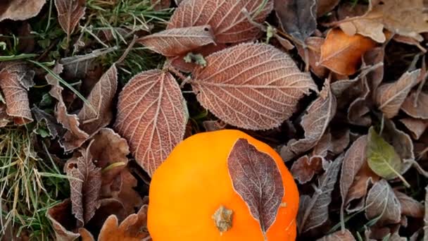 Autumn Weather Pumpkin Autumn Leaves Hoarfrost White Frost Brown Leaves — Stockvideo