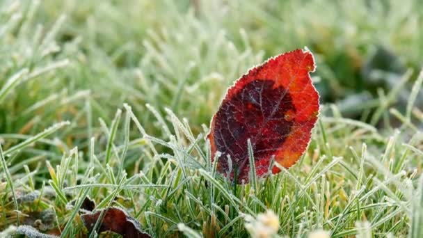 Autumn Leaves Frost Lawn Frosty Morning Frosty Natural Background Footage — Stockvideo