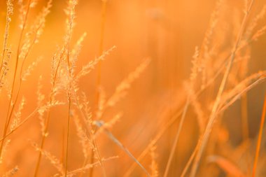 Grass macro texture.template herbal background in warm orange colors. Autumn nature background. Field grass stems in orange sunset .Autumn sunset.Grass stalks in the sun.natural plant background