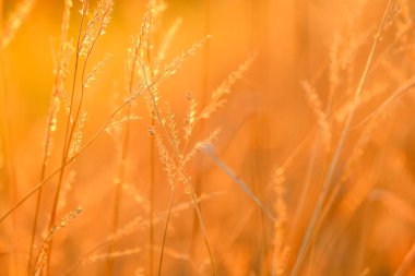 Grass texture.template herbal background in warm orange colors. Autumn nature background. Field grass stems in orange sunset .Autumn sunset.Grass stalks in the sun.natural plant background