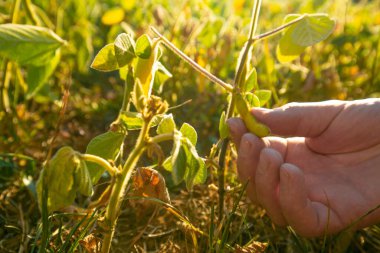 Soybean crop.Hands inspecting a soybean pod.Pods of ripe soybeans in a female hand close-up.field of ripe soybeans.The farmer checks the soybeans for ripeness.Farmer in soybean field