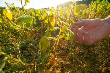 Soybean crop.Hands inspecting a soybean pod.Pods of ripe soybeans in a female hand close-up.field of ripe soybeans.The farmer checks the soybeans for ripeness.Farmer in soybean field