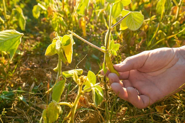 Soybean crop.Pods of ripe soybeans in a female hand close-up.field of ripe soybeans.The farmer checks the soybeans for ripeness.Farmer in soybean field