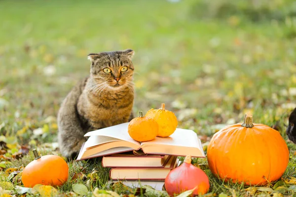 Autumn books and cat.Back to school. stack of books and emotional cat in the autumn garden.Scientist cat. Emotions of a cat