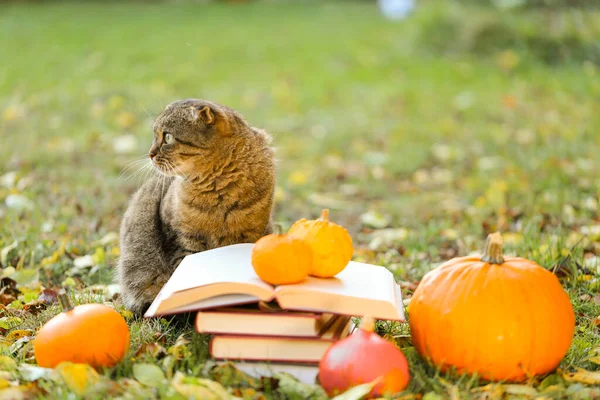 Autumn books.Back to school.Halloween books.cat with a stack of books and a pumpkin in a garden. Books, pumpkins set and emotional cat in the autumn garden.Scientist cat. Emotions of a cat